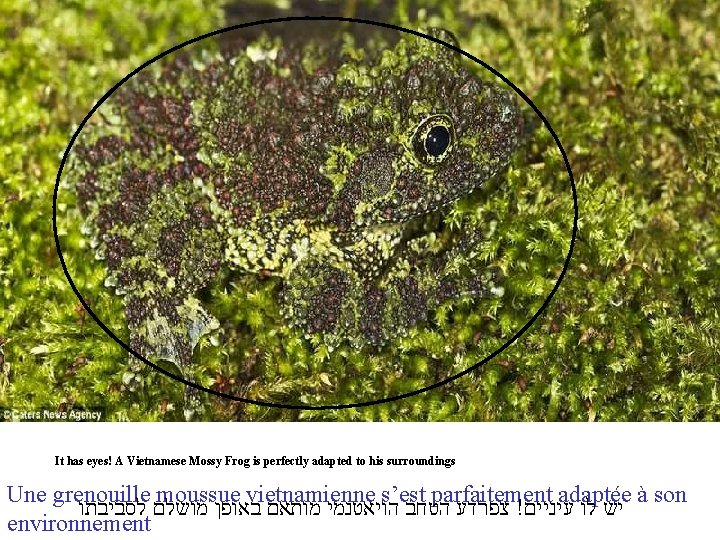 It has eyes! A Vietnamese Mossy Frog is perfectly adapted to his surroundings Une