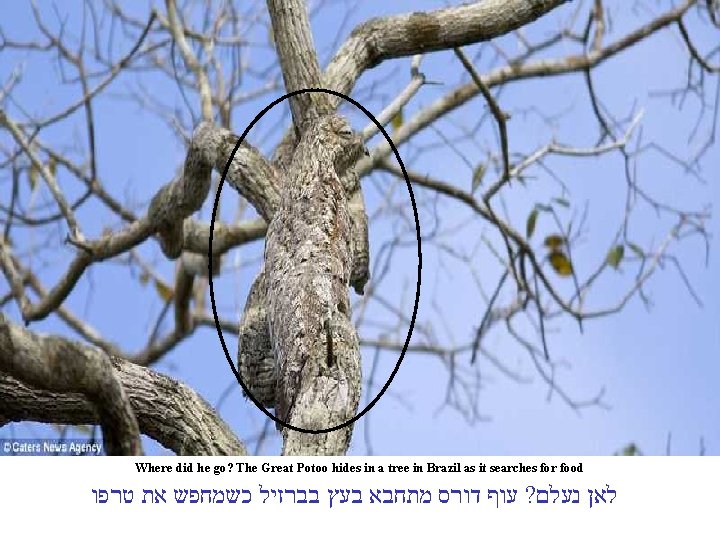 Where did he go? The Great Potoo hides in a tree in Brazil as