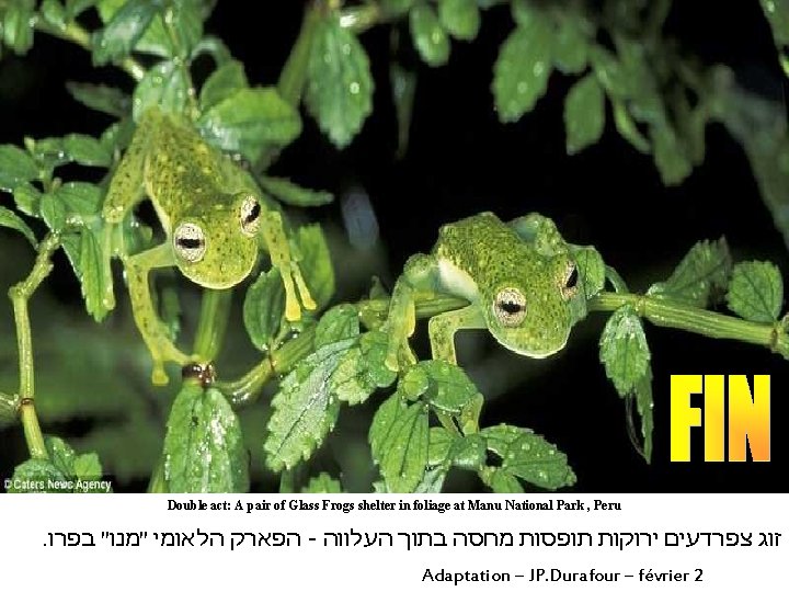 Double act: A pair of Glass Frogs shelter in foliage at Manu National Park