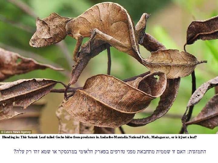 Blending in: This Satanic Leaf-tailed Gecko hides from predators in Andasibe-Mantadia National Park ,