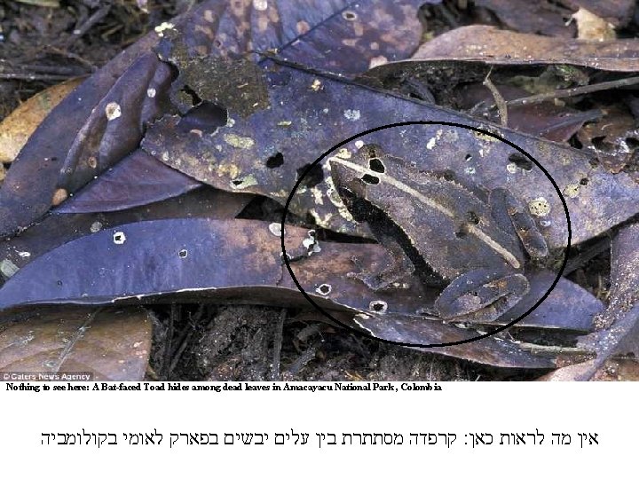 Nothing to see here: A Bat-faced Toad hides among dead leaves in Amacayacu National