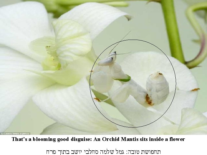 That's a blooming good disguise: An Orchid Mantis sits inside a flower גמל שלמה