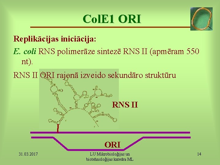 Col. E 1 ORI Replikācijas iniciācija: E. coli RNS polimerāze sintezē RNS II (apmēram