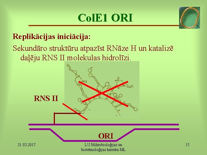 Col. E 1 ORI Replikācijas iniciācija: Sekundāro struktūru atpazīst RNāze H un katalizē daļēju