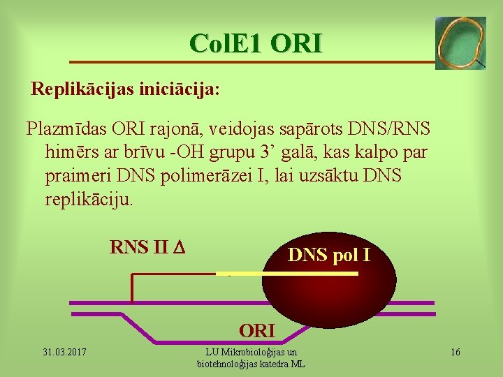 Col. E 1 ORI Replikācijas iniciācija: Plazmīdas ORI rajonā, veidojas sapārots DNS/RNS himērs ar