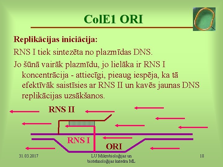 Col. E 1 ORI Replikācijas iniciācija: RNS I tiek sintezēta no plazmīdas DNS. Jo