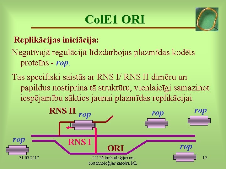 Col. E 1 ORI Replikācijas iniciācija: Negatīvajā regulācijā līdzdarbojas plazmīdas kodēts proteīns - rop.
