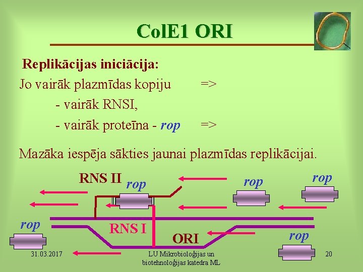 Col. E 1 ORI Replikācijas iniciācija: Jo vairāk plazmīdas kopiju - vairāk RNSI, -