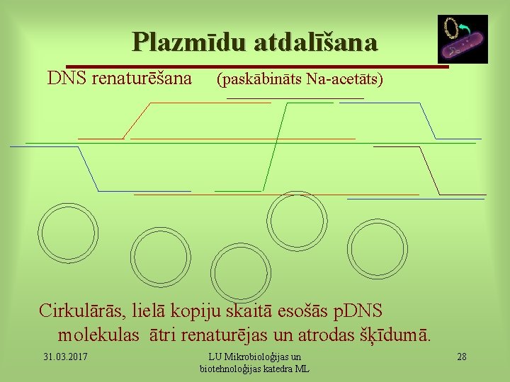 Plazmīdu atdalīšana DNS renaturēšana (paskābināts Na-acetāts) Cirkulārās, lielā kopiju skaitā esošās p. DNS molekulas