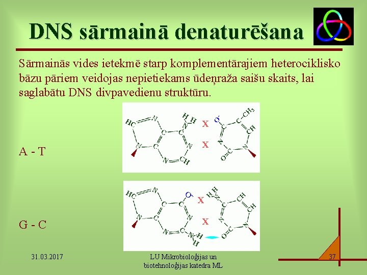 DNS sārmainā denaturēšana Sārmainās vides ietekmē starp komplementārajiem heterociklisko bāzu pāriem veidojas nepietiekams ūdeņraža