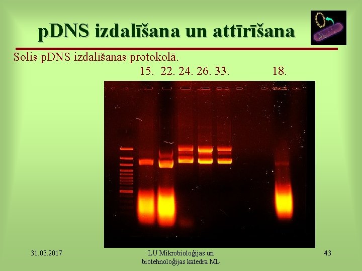 p. DNS izdalīšana un attīrīšana Solis p. DNS izdalīšanas protokolā. 15. 22. 24. 26.