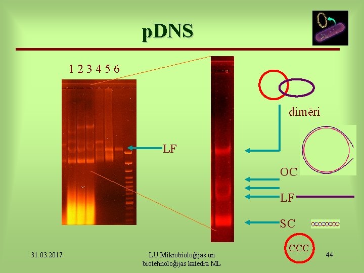 p. DNS 123456 dimēri LF OC LF SC 31. 03. 2017 LU Mikrobioloģijas un