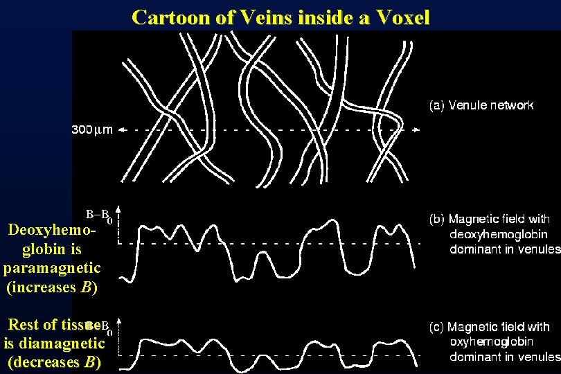Cartoon of Veins inside a Voxel Deoxyhemoglobin is paramagnetic (increases B) Rest of tissue
