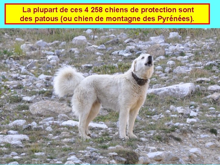  La plupart de ces 4 258 chiens de protection sont des patous (ou