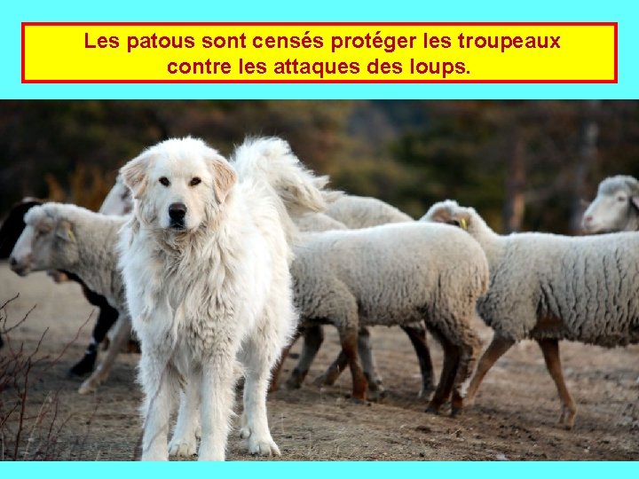  Les patous sont censés protéger les troupeaux contre les attaques des loups. 