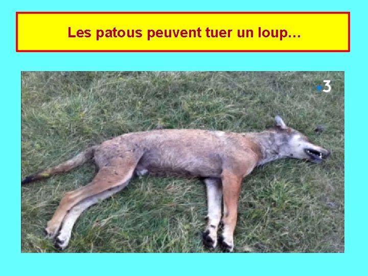  Les patous peuvent tuer un loup… 