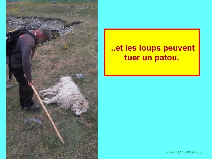 . . et les loups peuvent tuer un patou. 5 KNA Productions 2020 