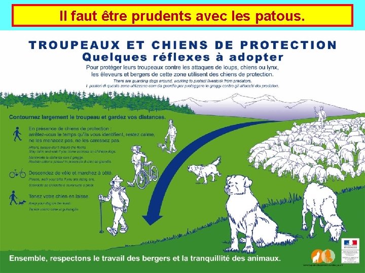 Il faut être prudents avec les patous. 