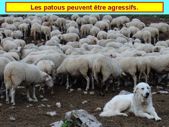 Les patous peuvent être agressifs. 