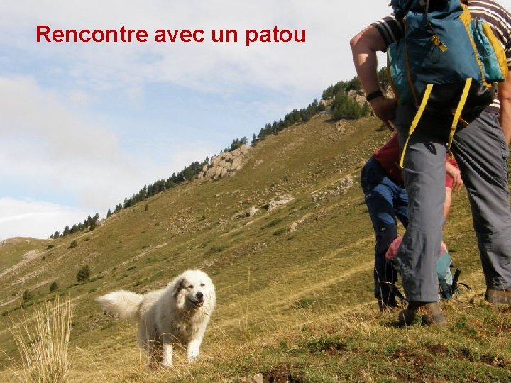 Rencontre avec un patou 