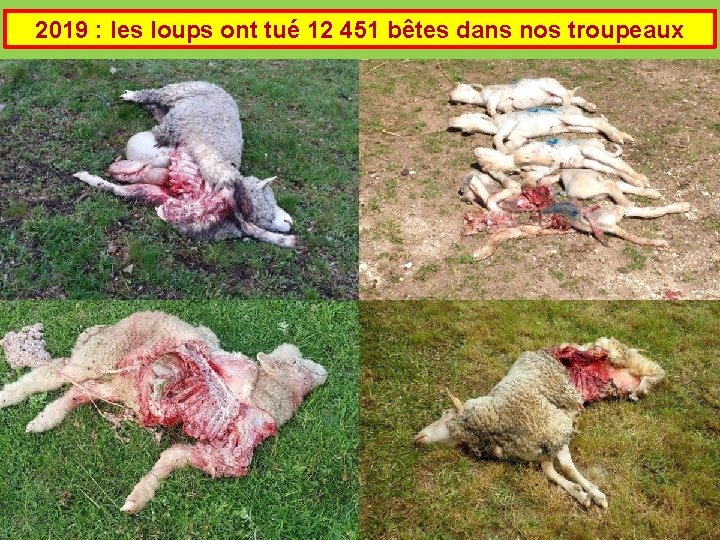 2019 : les loups ont tué 12 451 bêtes dans nos troupeaux 