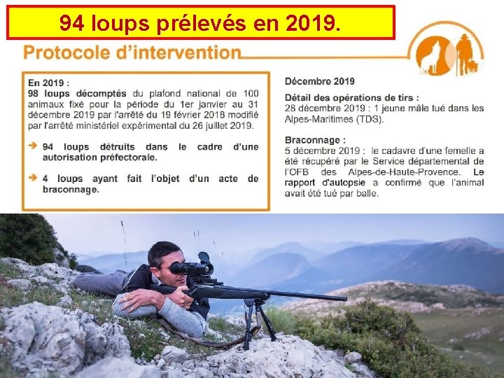 94 loups prélevés en 2019. 