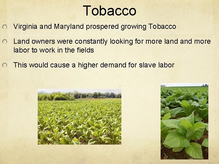 Tobacco Virginia and Maryland prospered growing Tobacco Land owners were constantly looking for more