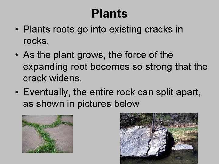 Plants • Plants roots go into existing cracks in rocks. • As the plant