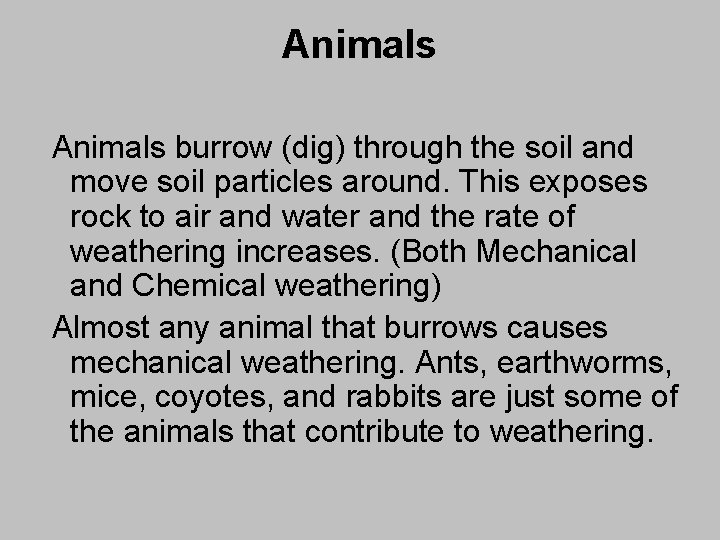 Animals burrow (dig) through the soil and move soil particles around. This exposes rock