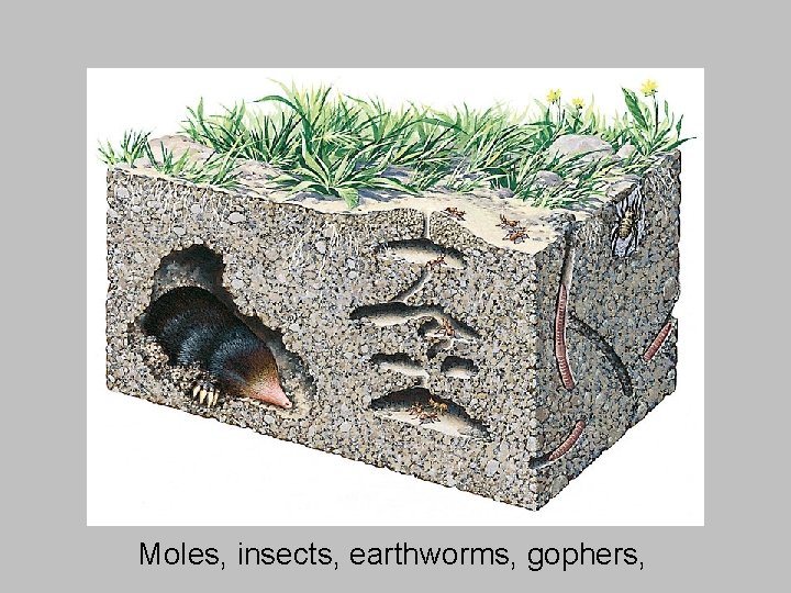 Moles, insects, earthworms, gophers, 