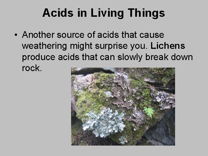 Acids in Living Things • Another source of acids that cause weathering might surprise