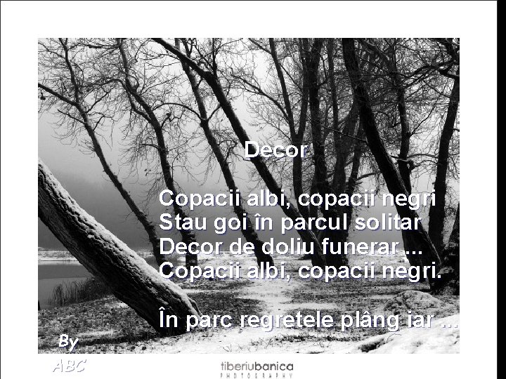 Decor Copacii albi, copacii negri Stau goi în parcul solitar Decor de doliu funerar.