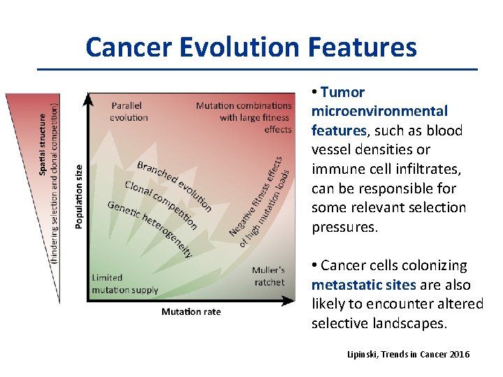 Cancer Evolution Features • Tumor microenvironmental features, such as blood vessel densities or immune