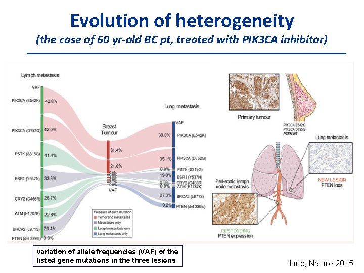 Evolution of heterogeneity (the case of 60 yr-old BC pt, treated with PIK 3