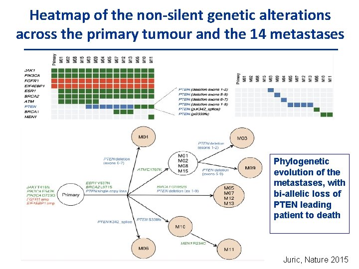 Heatmap of the non-silent genetic alterations across the primary tumour and the 14 metastases