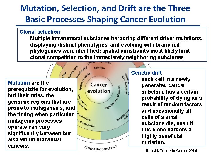 Mutation, Selection, and Drift are the Three Basic Processes Shaping Cancer Evolution Clonal selection