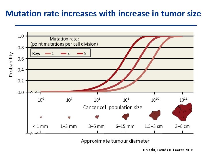 Mutation rate increases with increase in tumor size Lipinski, Trends in Cancer 2016 