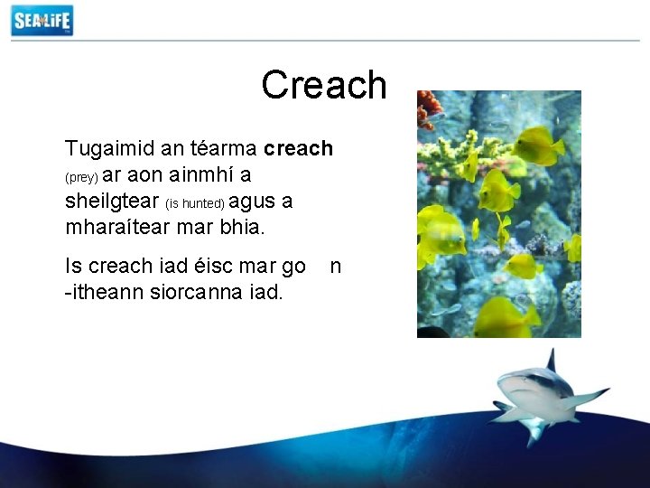 Creach Tugaimid an téarma creach (prey) ar aon ainmhí a sheilgtear (is hunted) agus