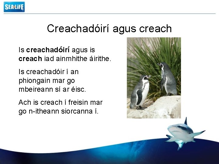 Creachadóirí agus creach Is creachadóirí agus is creach iad ainmhithe áirithe. Is creachadóir í