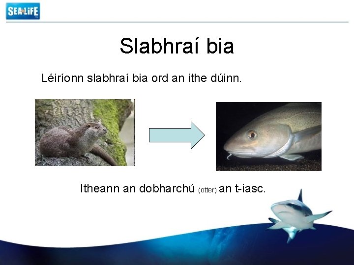 Slabhraí bia Léiríonn slabhraí bia ord an ithe dúinn. Itheann an dobharchú (otter) an