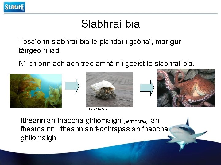 Slabhraí bia Tosaíonn slabhraí bia le plandaí i gcónaí, mar gur táirgeoirí iad. Ní