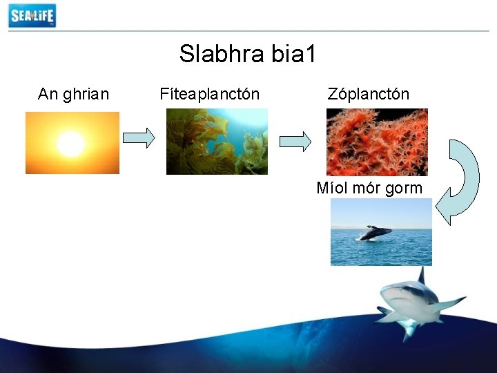 Slabhra bia 1 An ghrian Fíteaplanctón Zóplanctón Míol mór gorm 