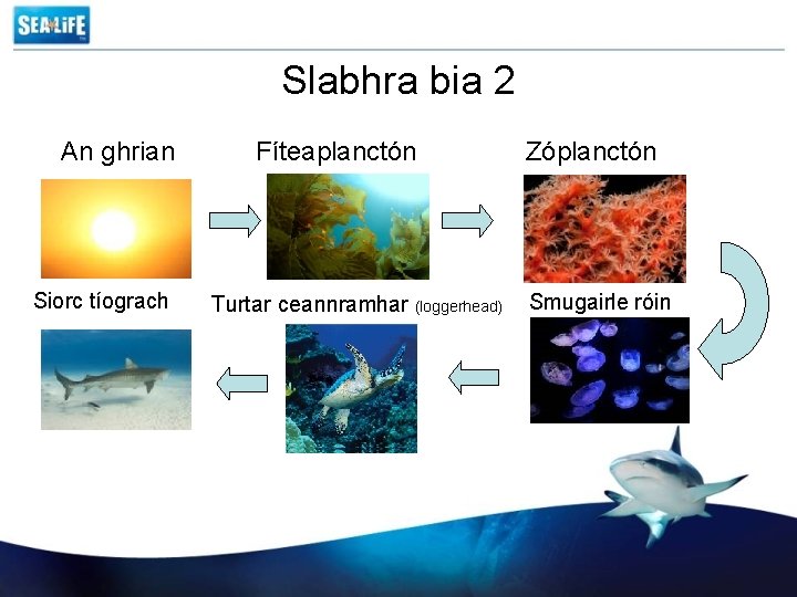 Slabhra bia 2 An ghrian Siorc tíograch Fíteaplanctón Turtar ceannramhar (loggerhead) Zóplanctón Smugairle róin