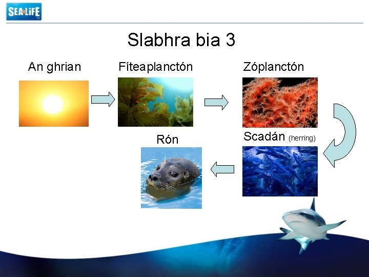 Slabhra bia 3 An ghrian Fíteaplanctón Rón Zóplanctón Scadán (herring) 