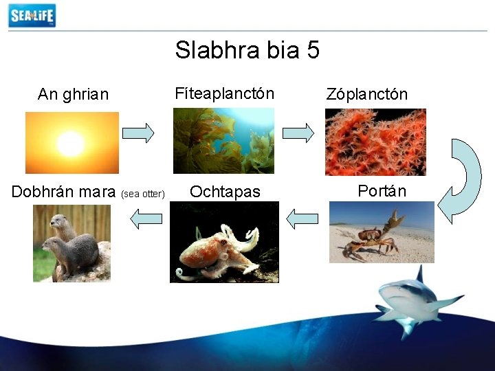 Slabhra bia 5 An ghrian Dobhrán mara (sea otter) Fíteaplanctón Ochtapas Zóplanctón Portán 