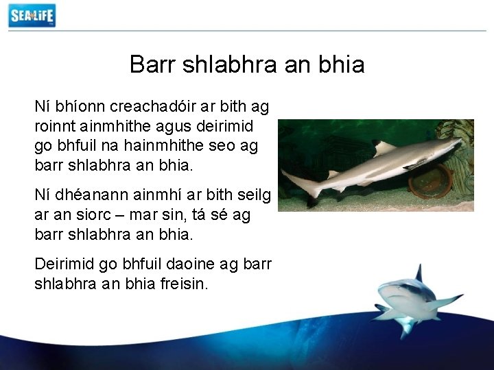 Barr shlabhra an bhia Ní bhíonn creachadóir ar bith ag roinnt ainmhithe agus deirimid