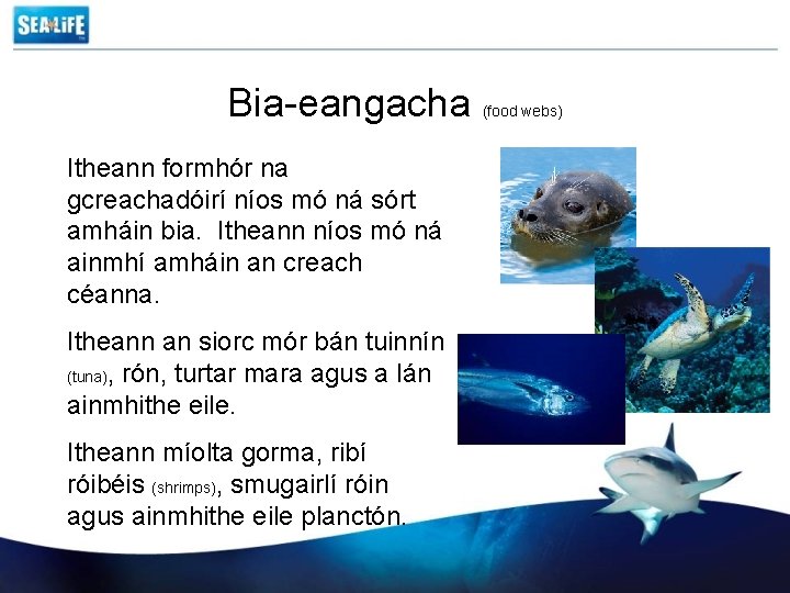 Bia-eangacha Itheann formhór na gcreachadóirí níos mó ná sórt amháin bia. Itheann níos mó