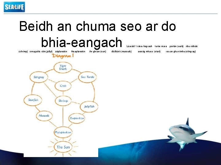 Beidh an chuma seo ar do bhia-eangach Léaráid 1 siorc tíograch (shrimp) smugairle róin