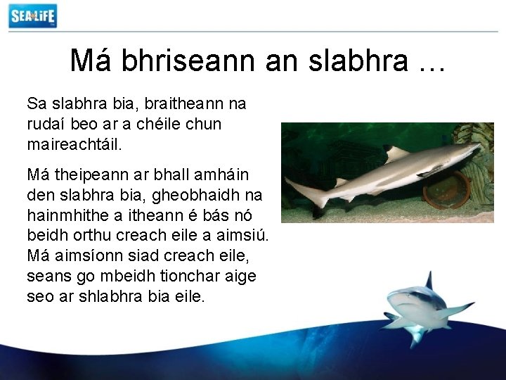 Má bhriseann an slabhra … Sa slabhra bia, braitheann na rudaí beo ar a