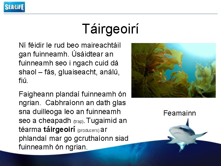 Táirgeoirí Ní féidir le rud beo maireachtáil gan fuinneamh. Úsáidtear an fuinneamh seo i